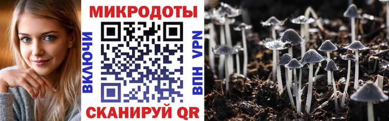 Купить  Каргат  Псилоцибиновые грибы Psilocybine cubensis 